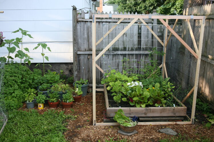 DIY Garden Trellis Design for Beans, Hops, and More